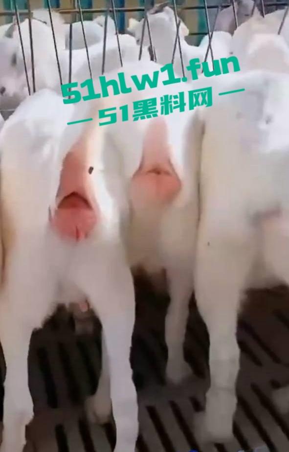 炸裂三观,网友分享自己【人兽羊】的真实经历还附带视频,这小羊的嫩逼堪比萝莉吗-5