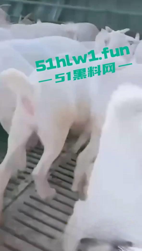 炸裂三观,网友分享自己【人兽羊】的真实经历还附带视频,这小羊的嫩逼堪比萝莉吗-8