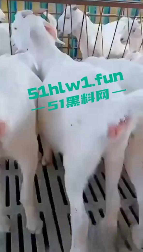 炸裂三观,网友分享自己【人兽羊】的真实经历还附带视频,这小羊的嫩逼堪比萝莉吗-9